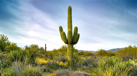 How Long Does It Take to Get to Arizona by Car and Why Do Cacti Dream of Electric Sheep?