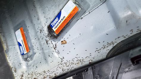 How to Get Rid of Ant Infestation in Car: Why Ants Love Your Cup Holders