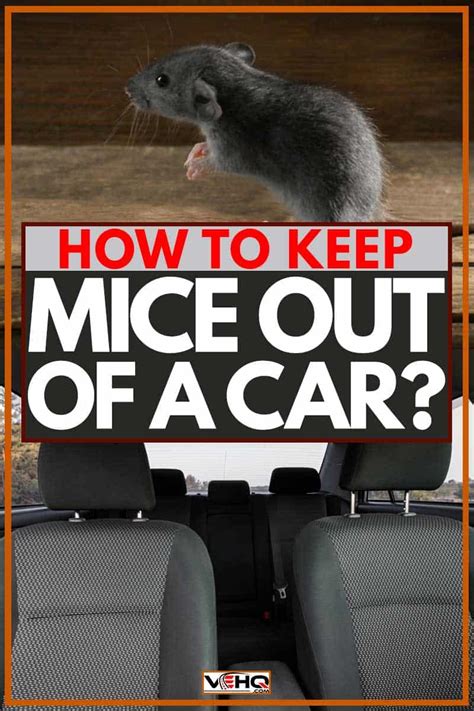 How to Keep Mouse Out of Car: And Why They Might Be Planning a Road Trip