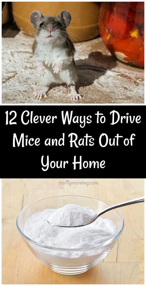 How to Remove Mice from Car: A Symphony of Chaos and Order