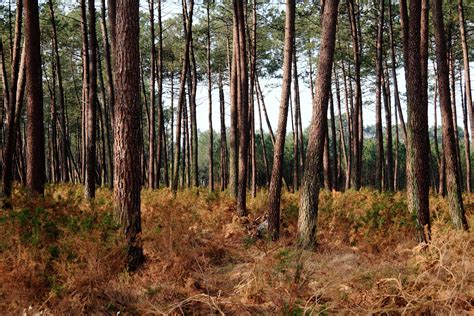  La Forêt de Pins Éternels : Une Ode à la Nature et aux Mystères Ancestraux!