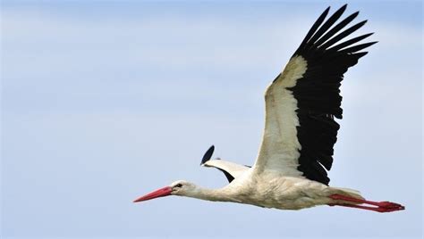 Le Pic de la Cigogne Volante: Une ascension spectaculaire et des vues panoramiques à couper le souffle !